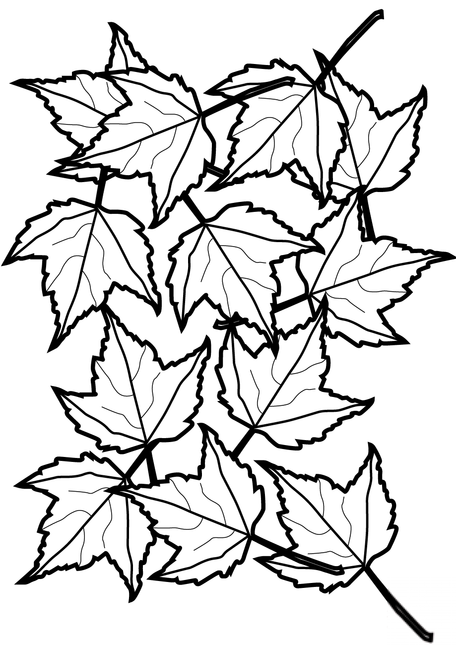 Autumn Maple Leaves