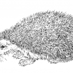 Realistic Hedgehog