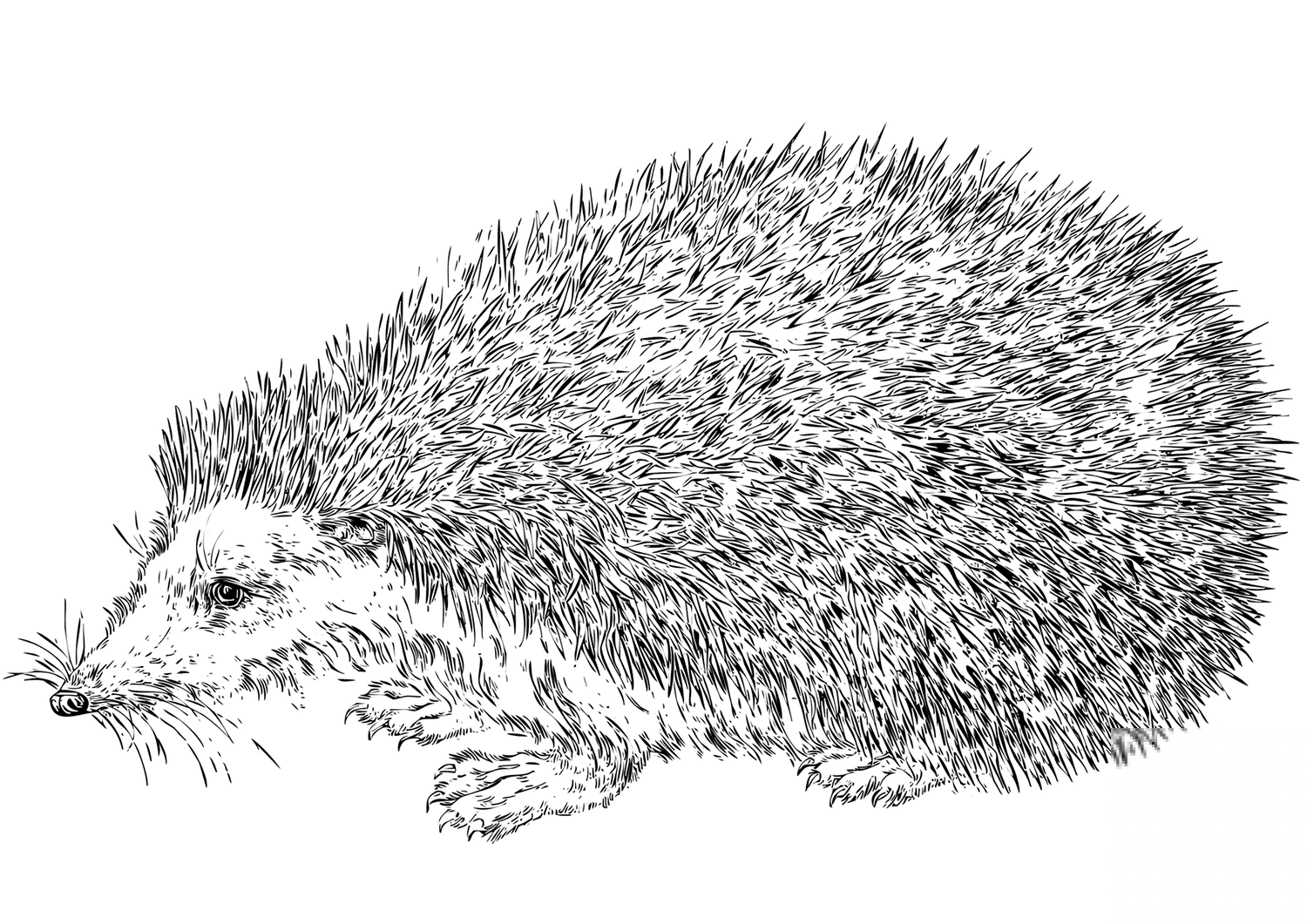Realistic Hedgehog
