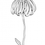 Coneflower
