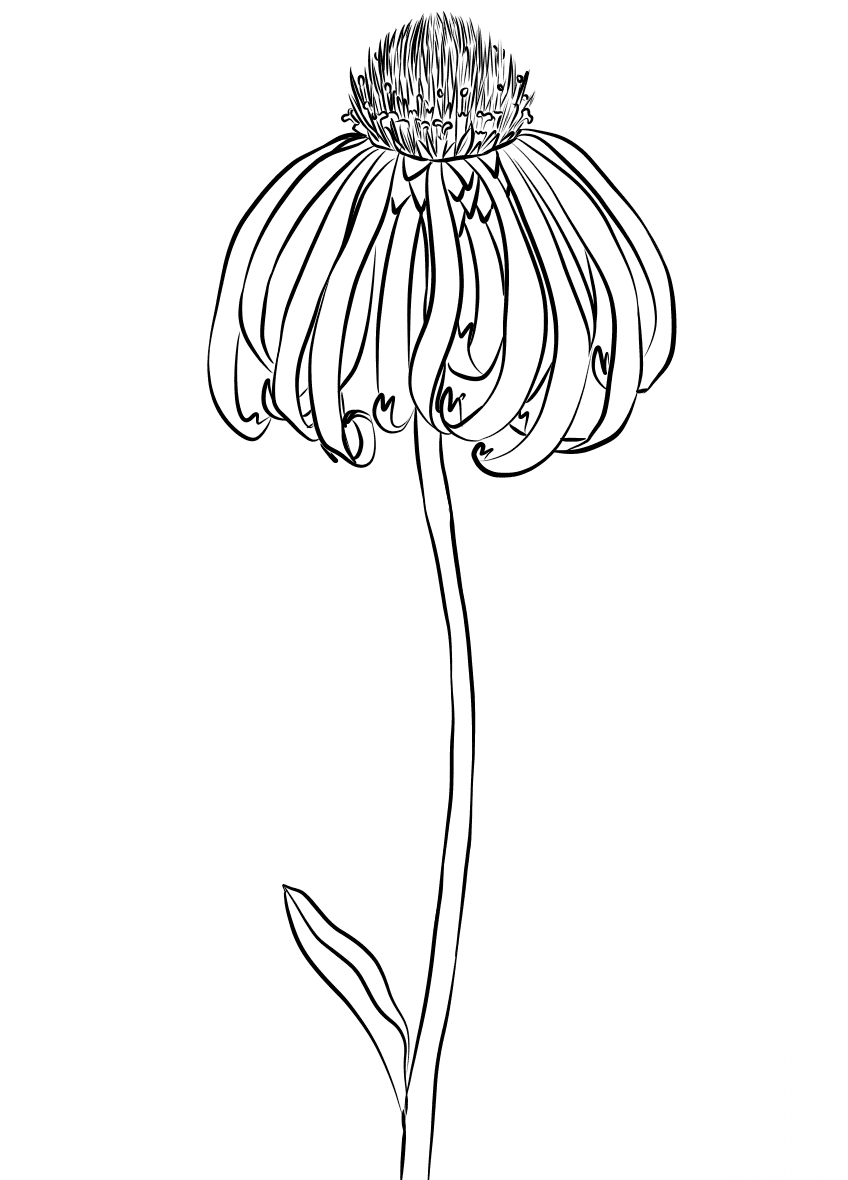 Coneflower