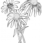 Purple Coneflower (Echinacea Purpurea)