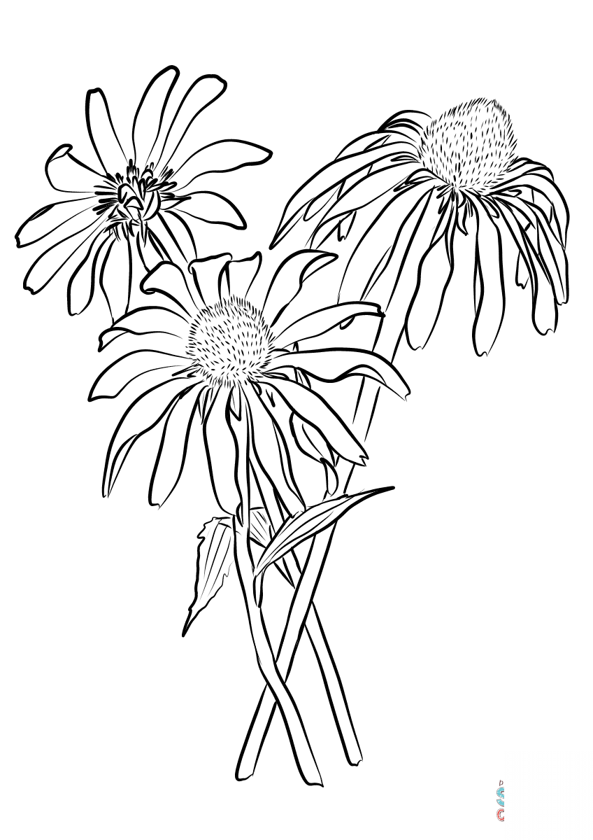 Purple Coneflower (Echinacea Purpurea)