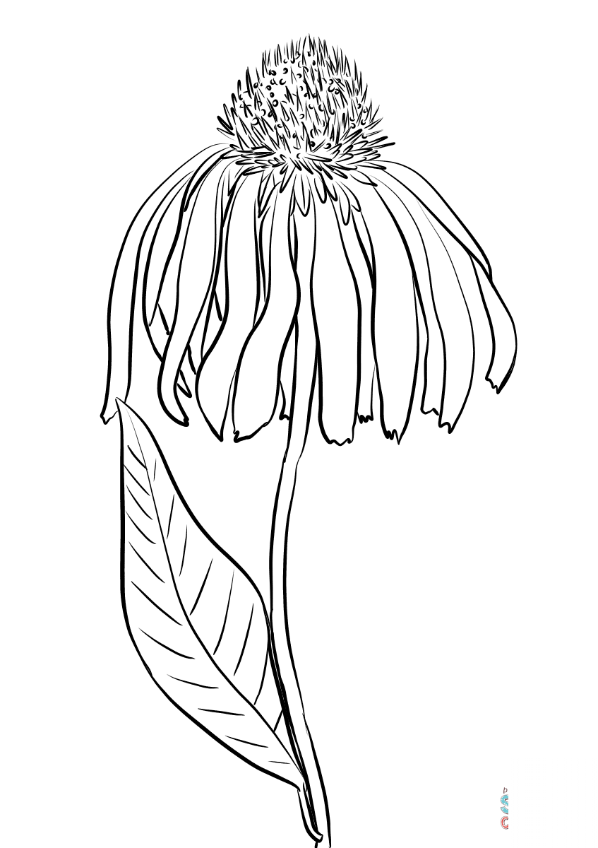 Purple Coneflower