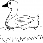 Duck on Nest