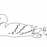 Kaczka z kaczuszkami