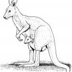 Kangur rudy ze swoim młodym w torbie