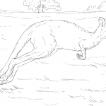 Skaczący kangur w locie