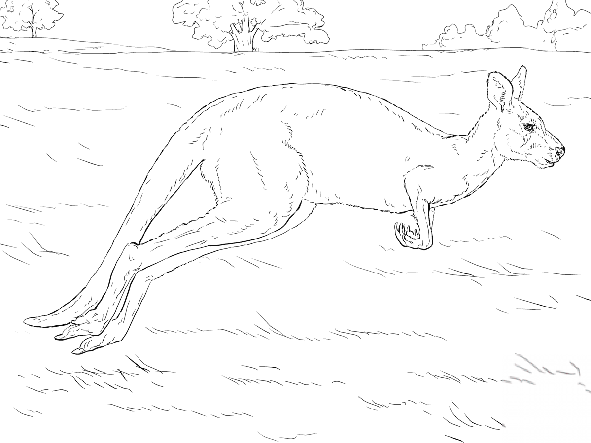 Skaczący kangur w locie