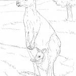 Samica Kangura olbrzymiego z małym...