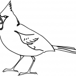 Kardynał szkarłatny