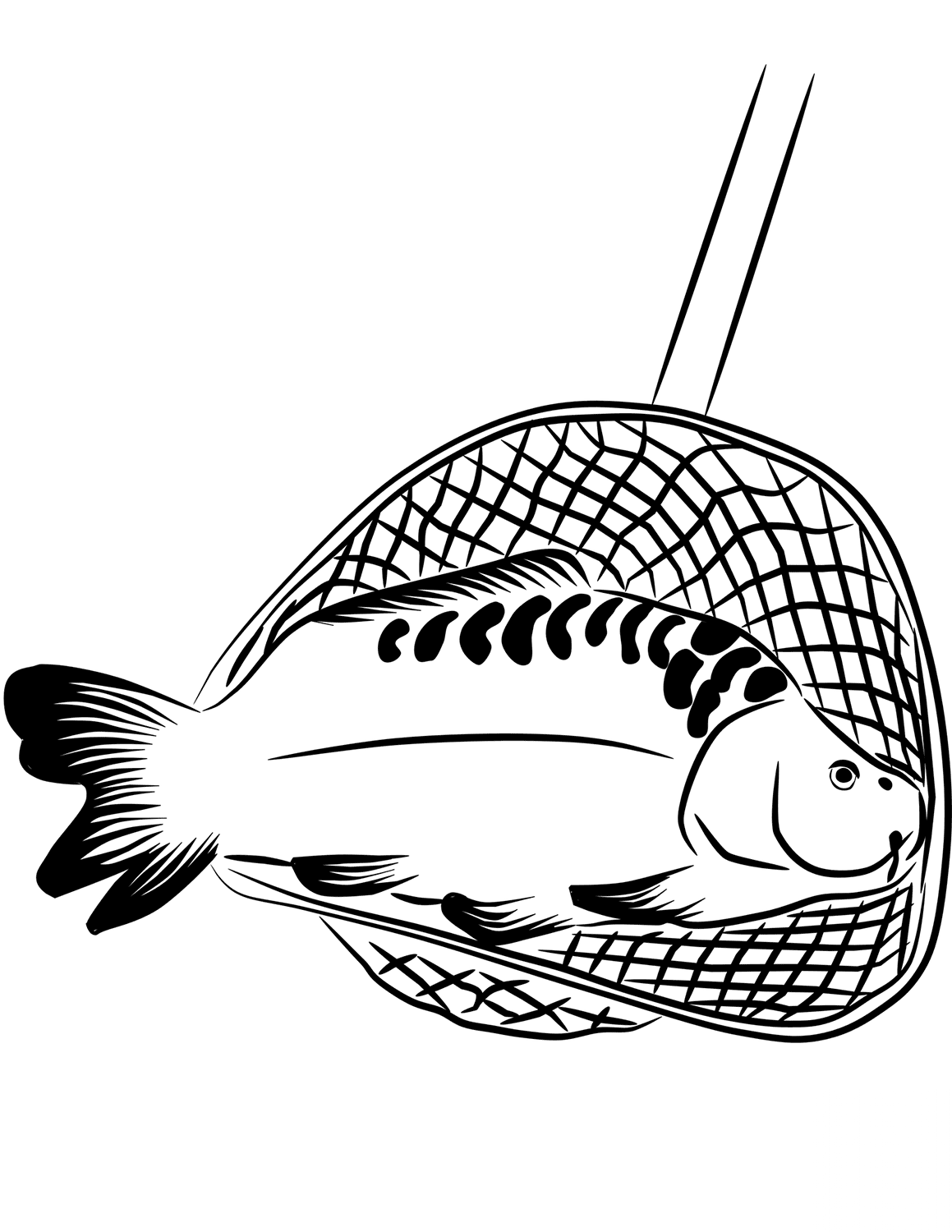Carp in a Landing Net