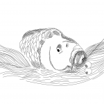 Catching Carp Bait in the Water