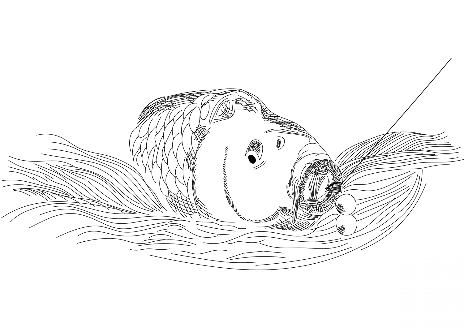 Catching Carp Bait in the Water