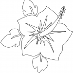 Kwitnący kwiat hibiskusa