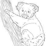 Koala wspinająca się na drzewo