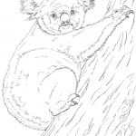 Koala wspinająca się po drzewie
