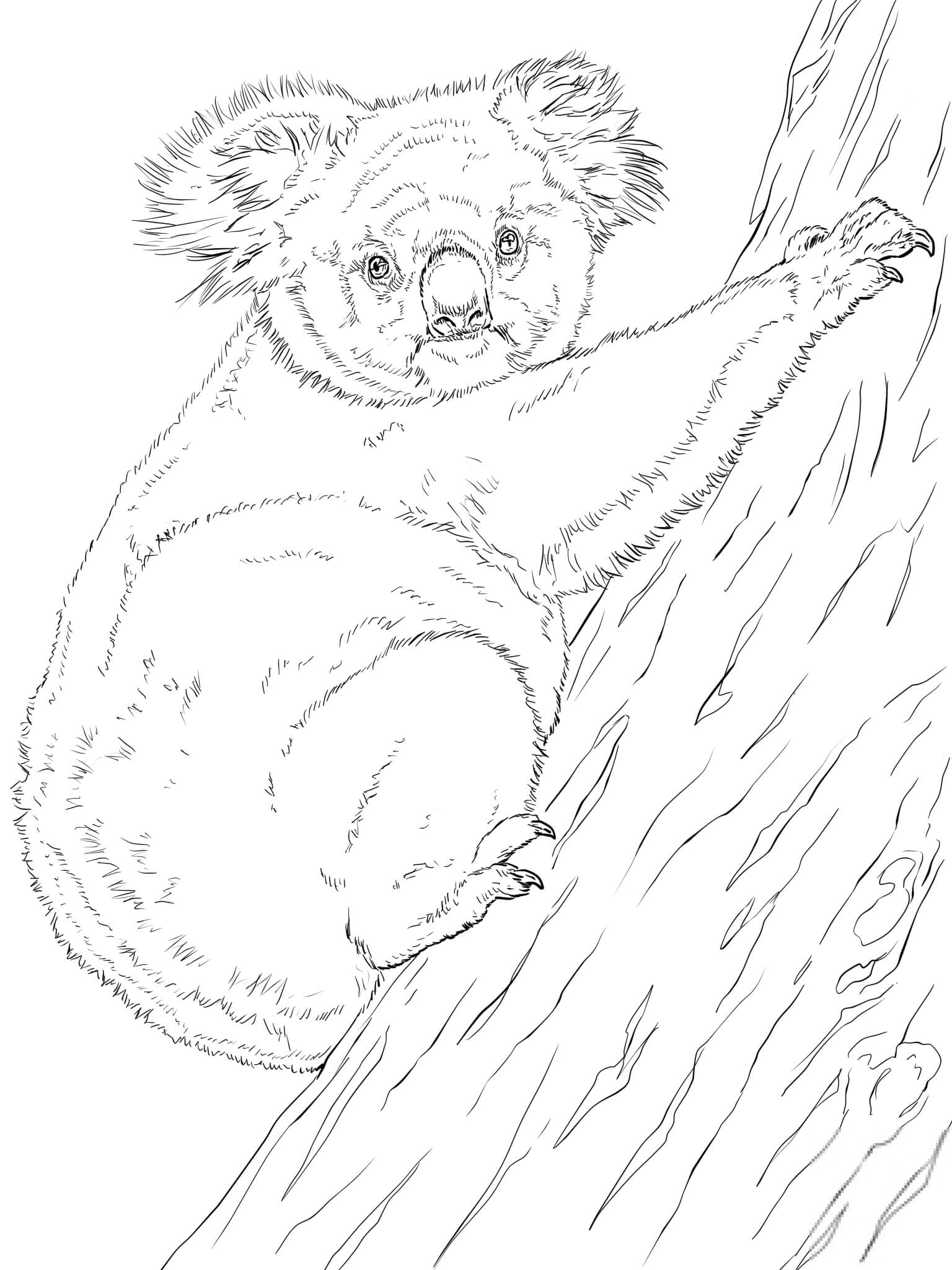 kolorowanka Koala