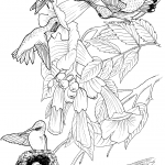 Koliberek rubinobrody