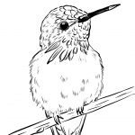 Koliberek liliobrody