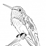 Koliberek kalifornijski