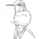 Koliberek żarogłowy