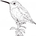 Rudaczek kalifornijski