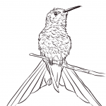 Śmigacz siedzący na gałęzi