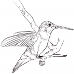 Koliberek czarnobrody