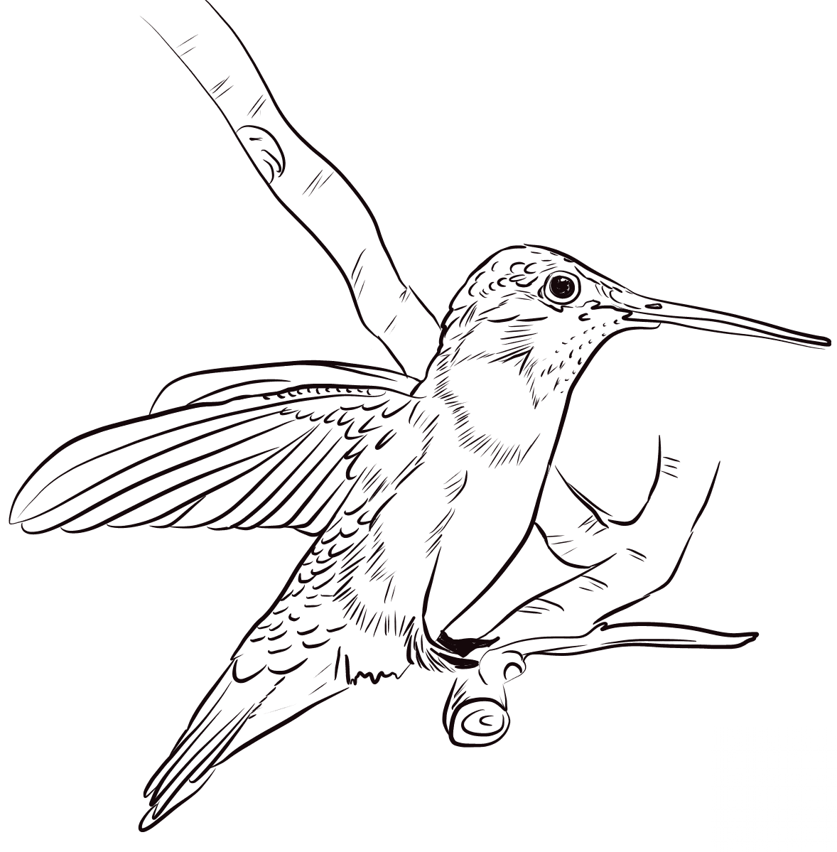 Koliberek czarnobrody