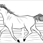 Koń arabski - klacz