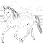 Holenderski koń gorącokrwisty