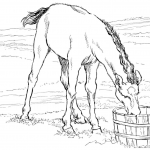 Źrebak pijący wodę