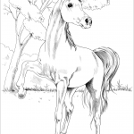 Egipski koń arabski