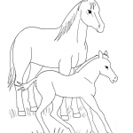 Dorosły koń i źrebię