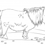 Uroczy kuc szetlandzki