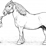 Koń rasy Clydesdale