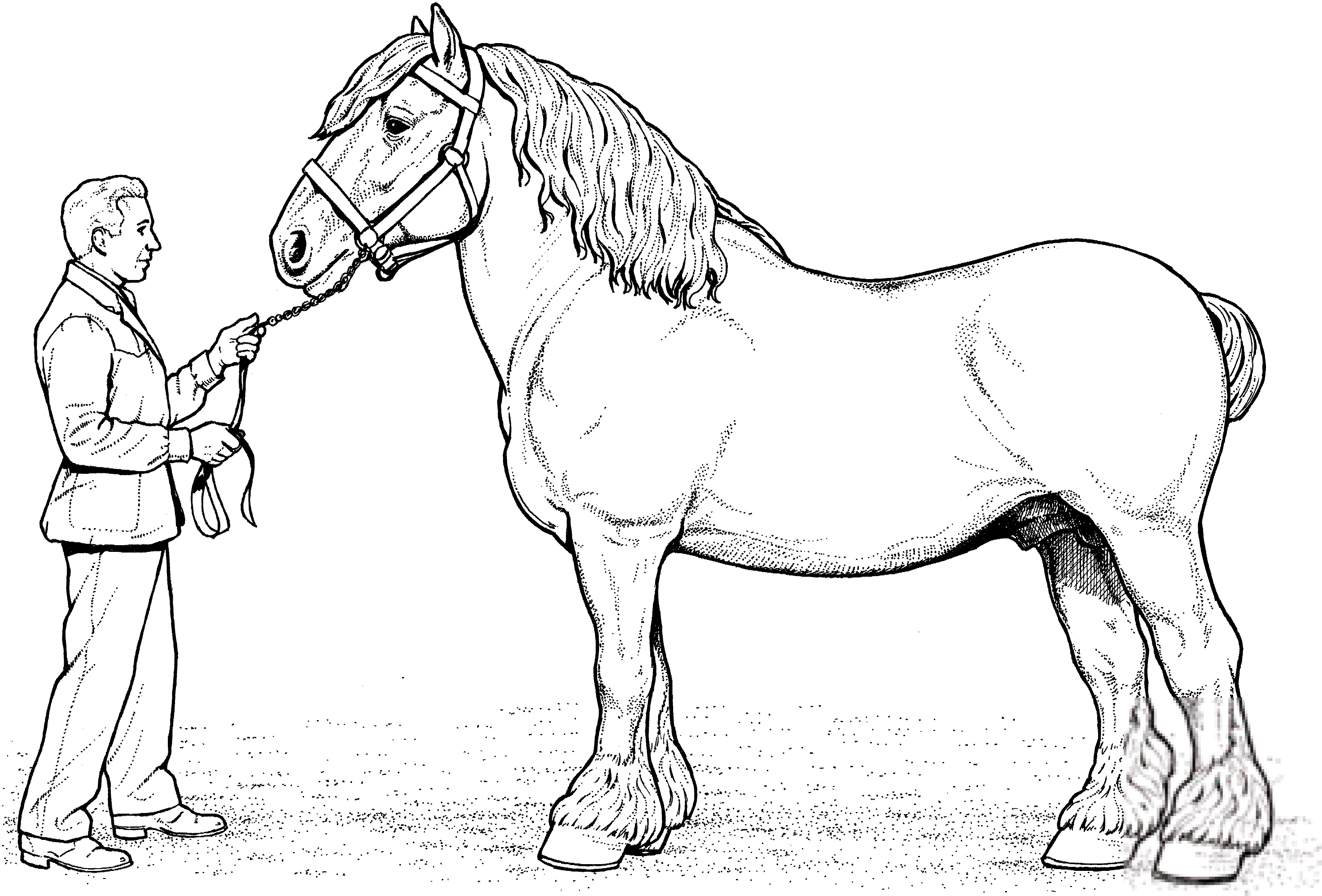 Koń rasy Clydesdale