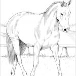 Australian Stock Horse