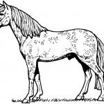 Koń Appaloosa