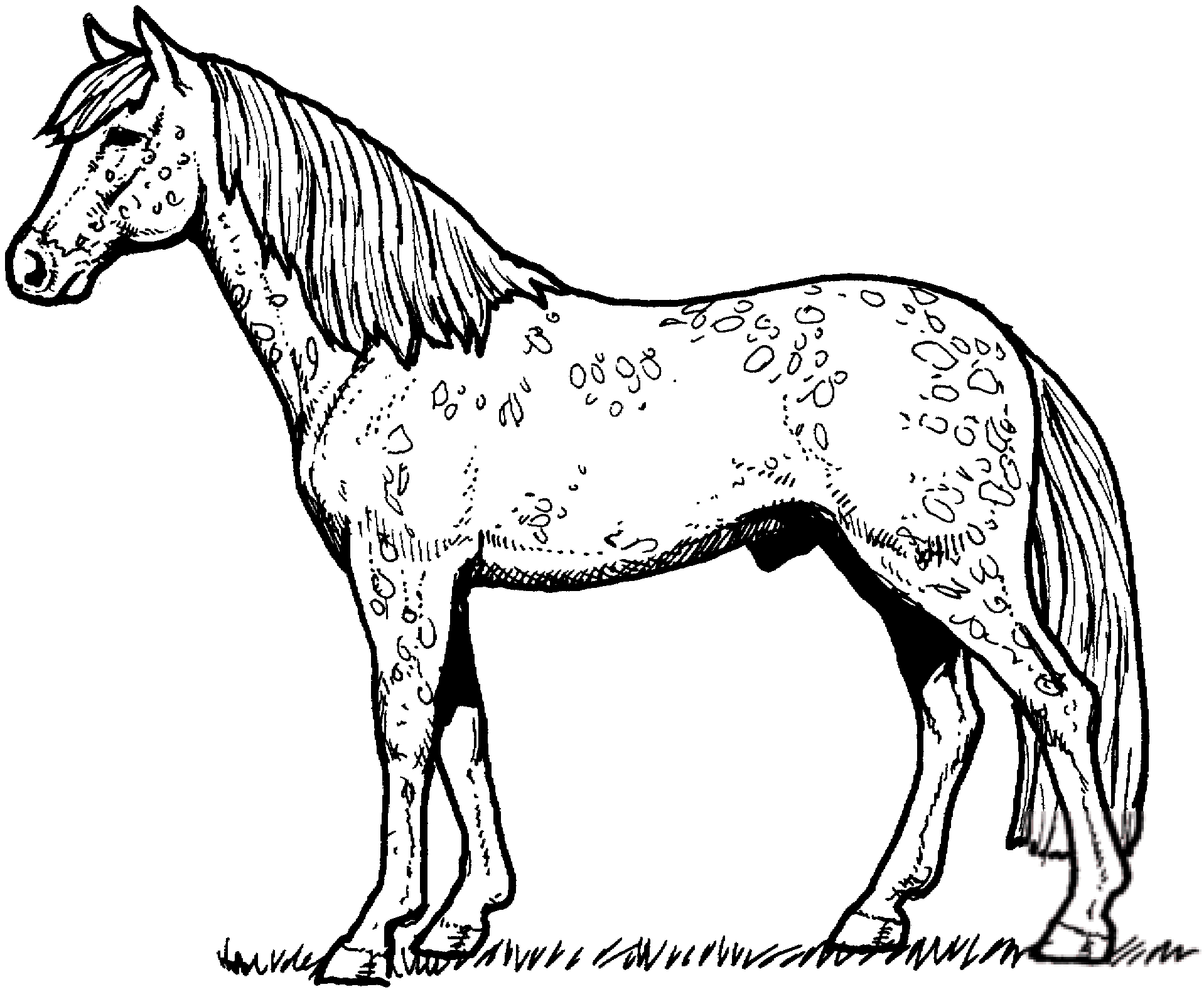 Koń Appaloosa