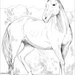 Klacz heavy warmblood