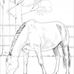 Duński koń gorącokrwisty