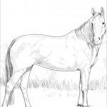 Koń gorącokrwisty - klacz