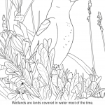 Epoletnik krasnoskrzydły