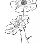 Kosmos podwójnie pierzasty