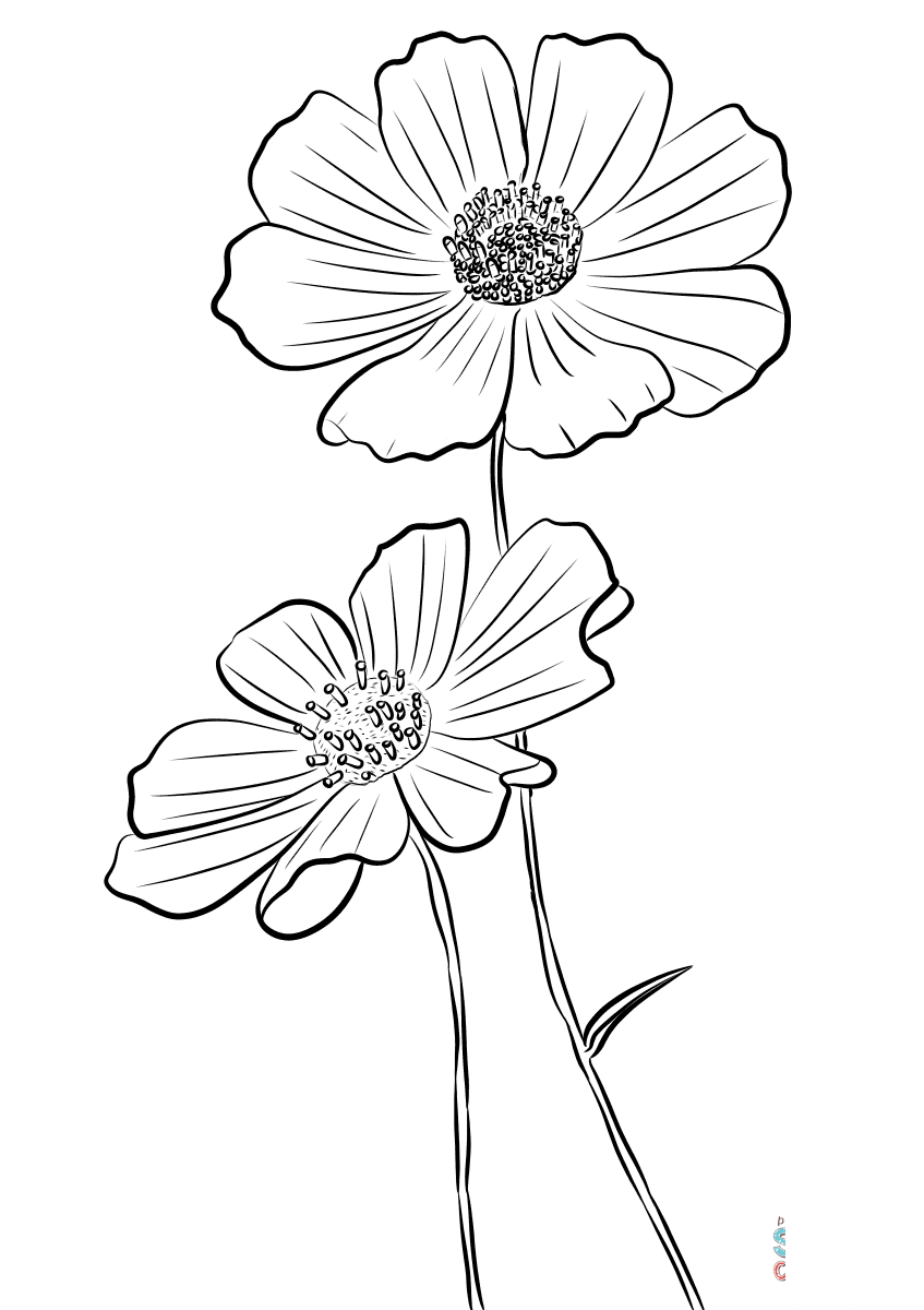 Kosmos podwójnie pierzasty