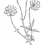 Cosmos Scabiosoides
