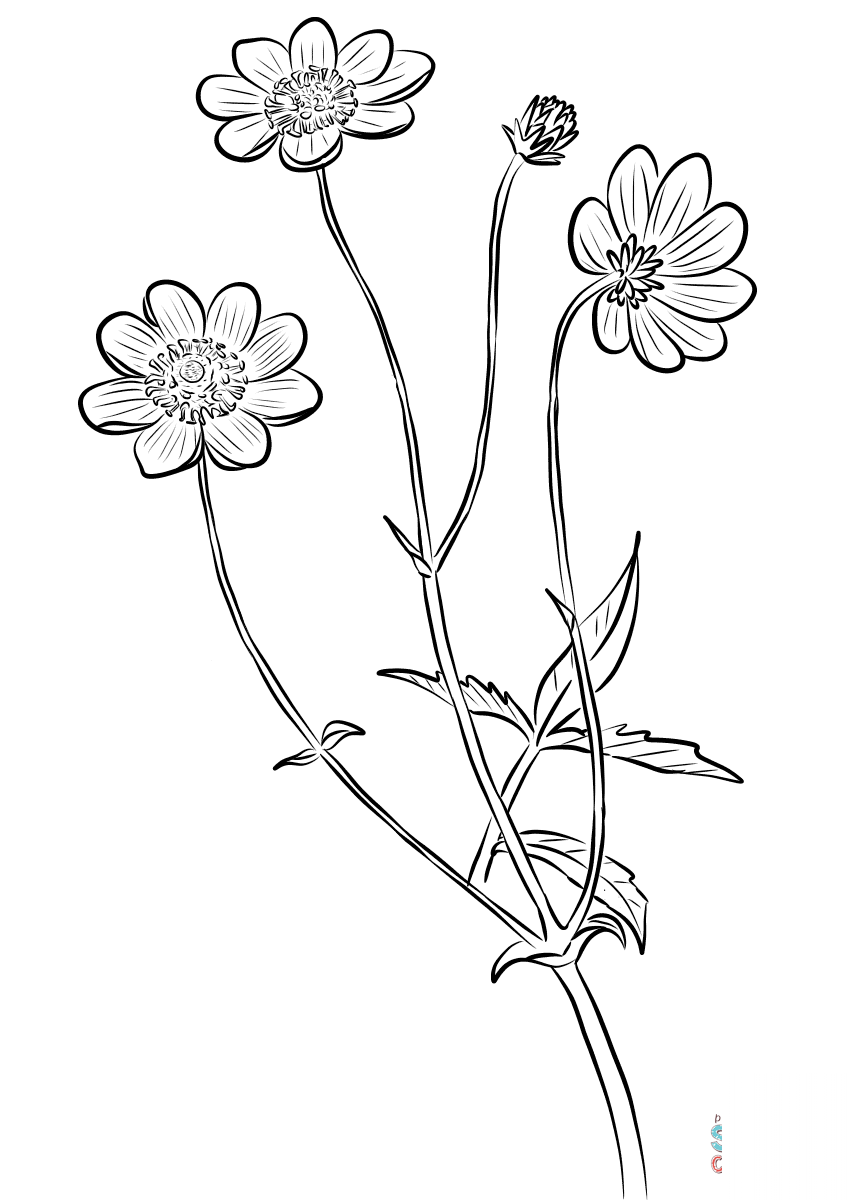Cosmos Scabiosoides