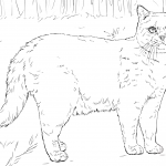 Kot brytyjski krótkowłosy